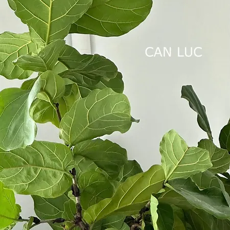 Apartment Luc Altea