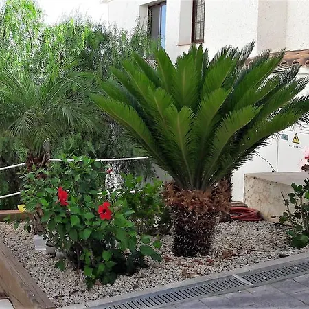 Olivos * Altea