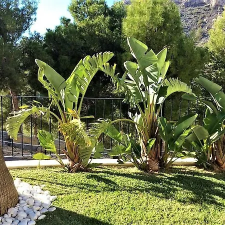 Olivos G Altea